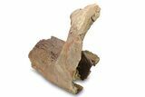 Fossil Hadrosaur (Edmontosaurus) Mandible Bone - Wyoming #292612-3
